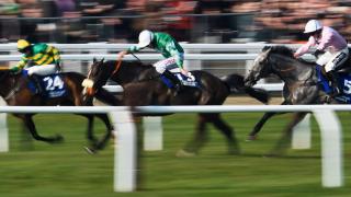 Horses running